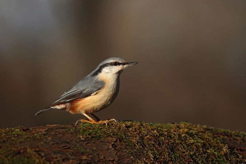 обыкновенный поползень, поползень, sitta europaea, eurasian nuthatch, nuthatch Поползеньphoto preview