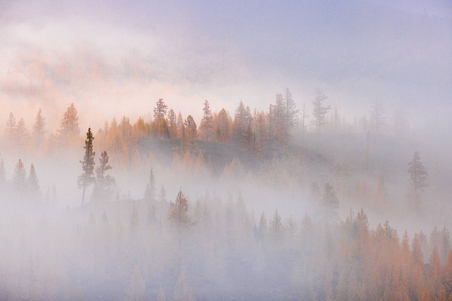 \"Дырявый\" туман.. Автор: Сергей Буторин алтай, осень, рассвет, туман, деревья, листенницы, Сергей Буторин