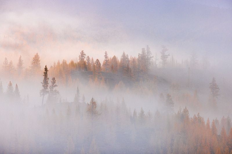 алтай, осень, рассвет, туман, деревья, листенницы \\\