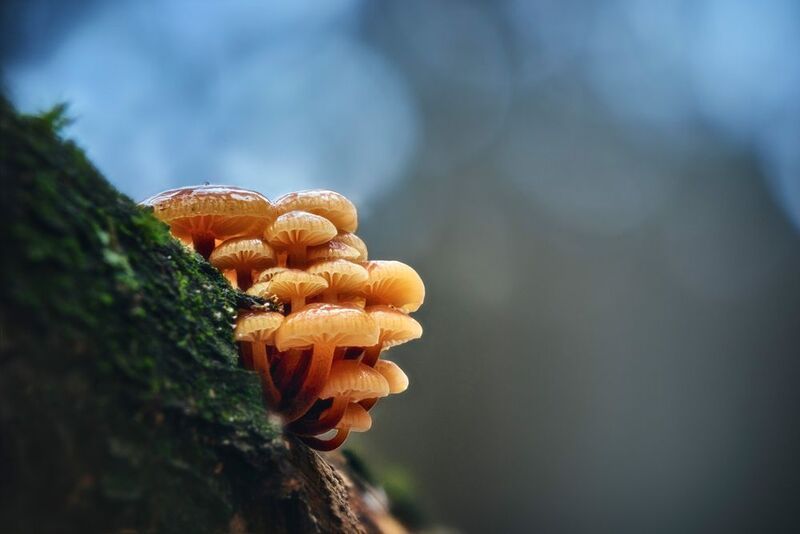 Грибочкиphoto preview