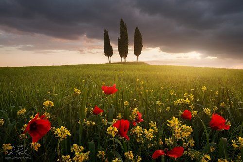 Blooming Tuscany