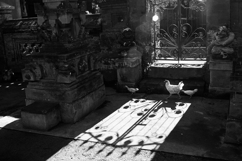 Bali, Chicken, Estet MF, Saratov, Shadows, Street, Бали, Жанр, Куры, Саратов, Тени, Улица балийская зарисовкаphoto preview