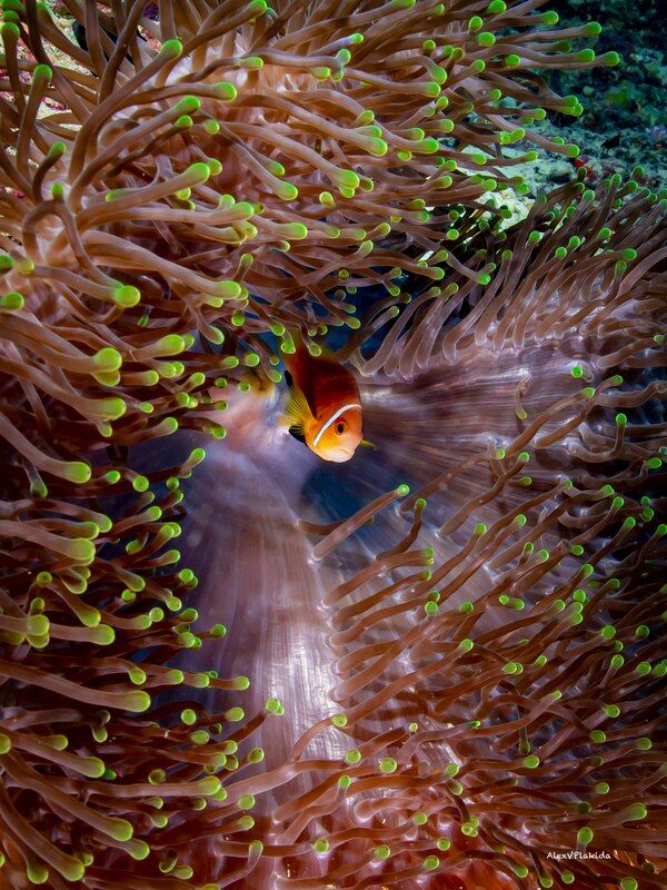 Home alonephoto preview