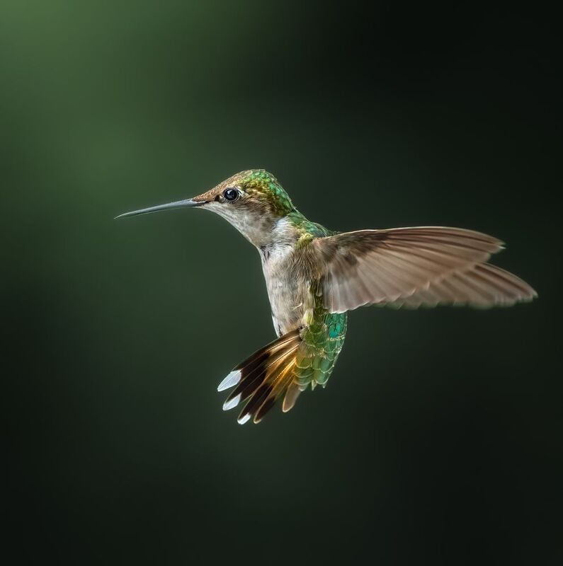 bird, humming, hummingbird, hummingbirds, hummer, rufous, nature, animals, wild, action, dynamic Gloriousphoto preview