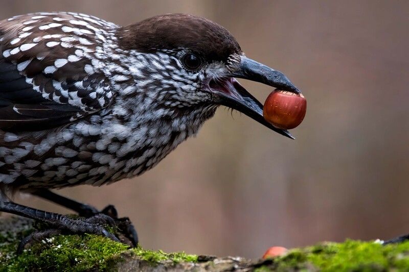«Когда нашёл свой идеальный орех» photo preview