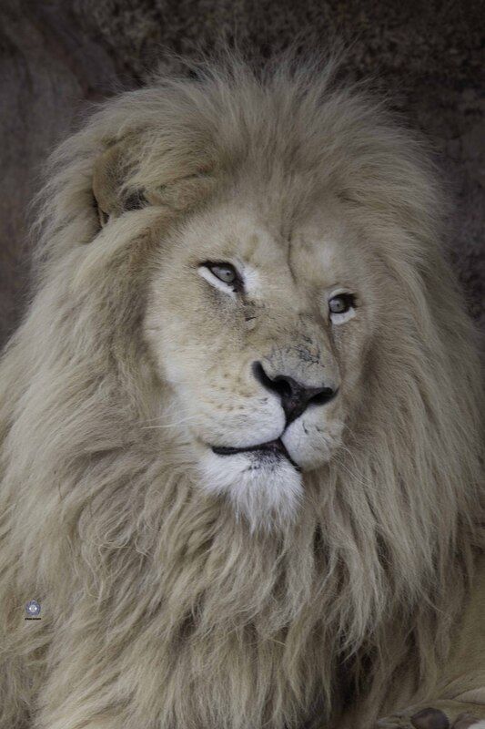 White lionphoto preview