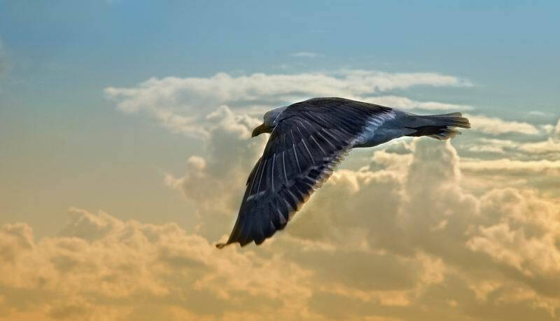 пейзаж, птица, николай дмитрук