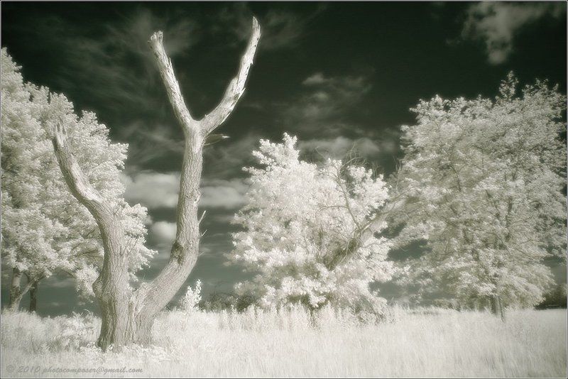 портрет, pilgrim, инфракрасный, infrared Some like it in white...photo preview