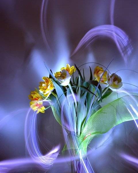 тюльпаны, цветы, фризлайт,, mariana