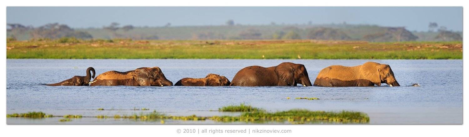 слон слоны африка амбосели кения, Николай Зиновьев