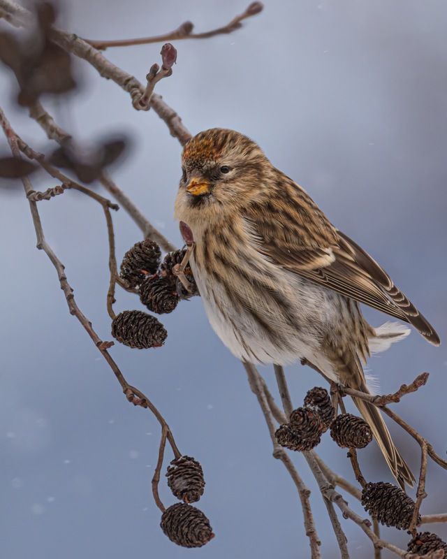 чечетка, птицы Чечеткаphoto preview