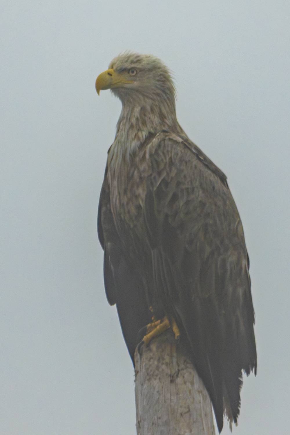 Курилы,ор ООО ан,птица, Башкин Георгий