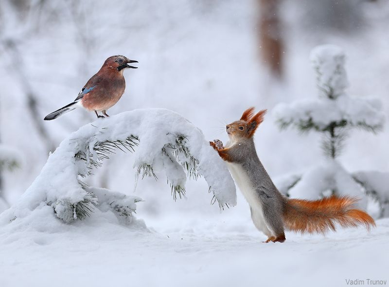 белка, сойка, зима Воры - вели переговорыphoto preview