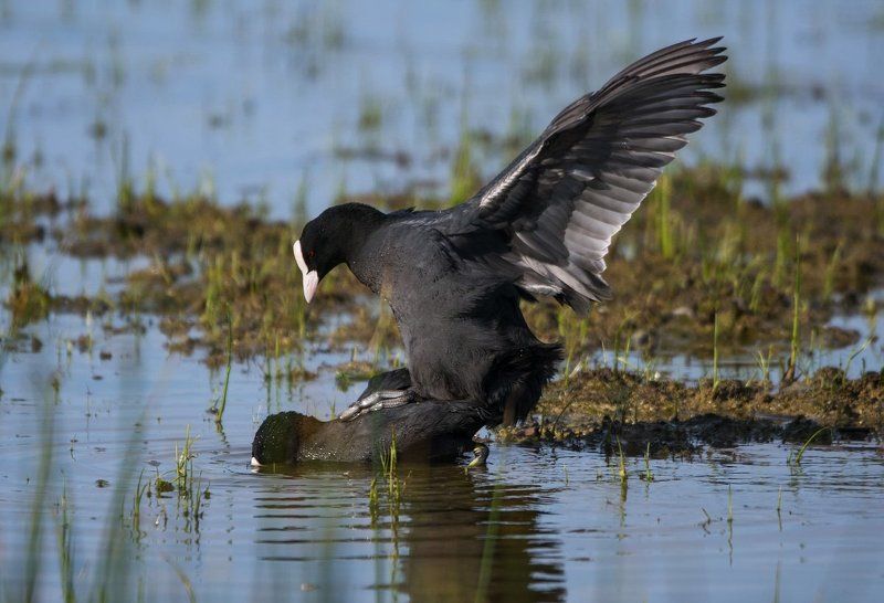 весна., птицы.лысухи.любовь Любовныя страданияphoto preview