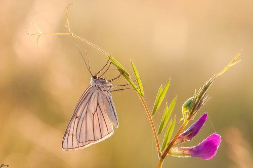 Siona lineata