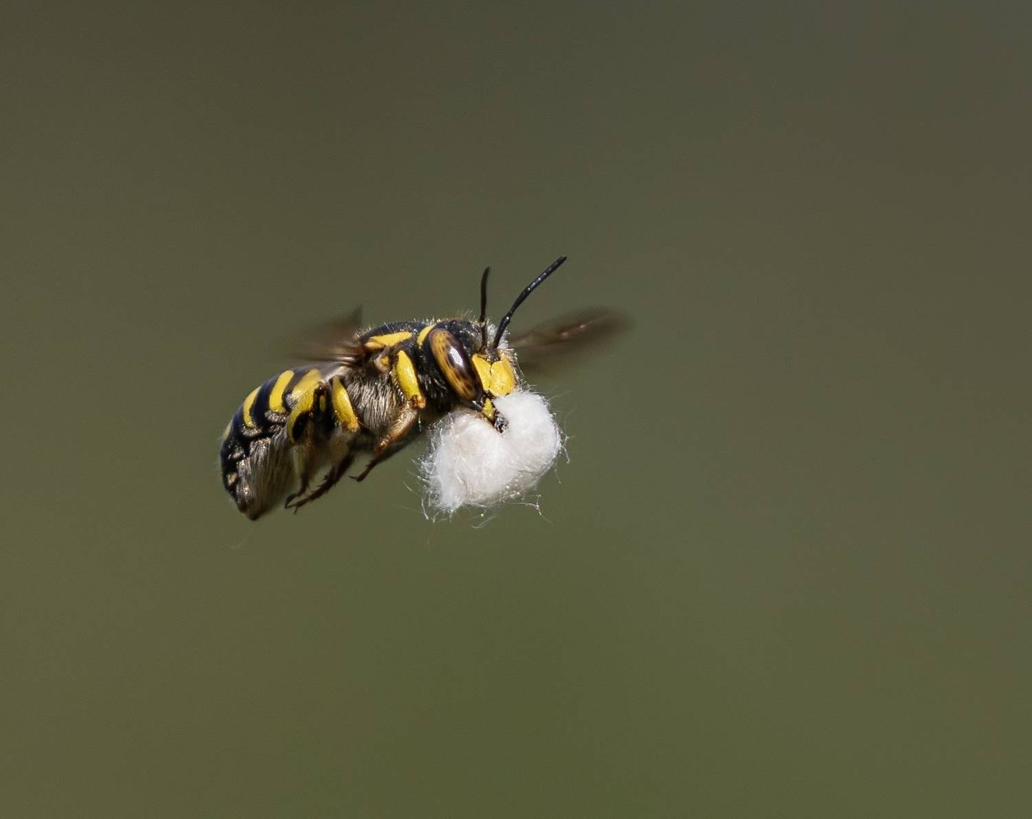 Пчела шерстобит. Автор: Наталья , Наталья
