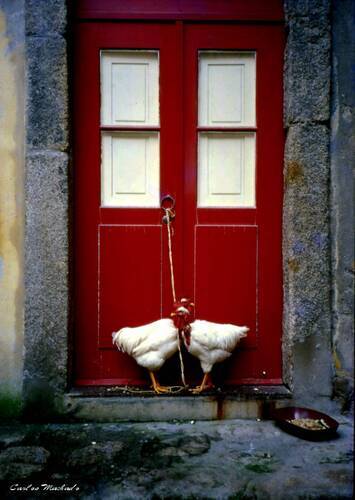 Chickens in the street of Porto-Portugal !984