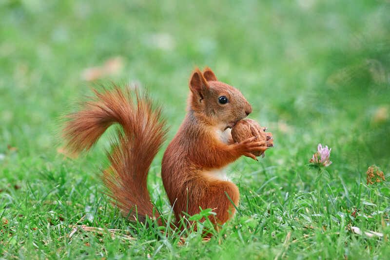 белка, россия, волгоград,  *photo preview