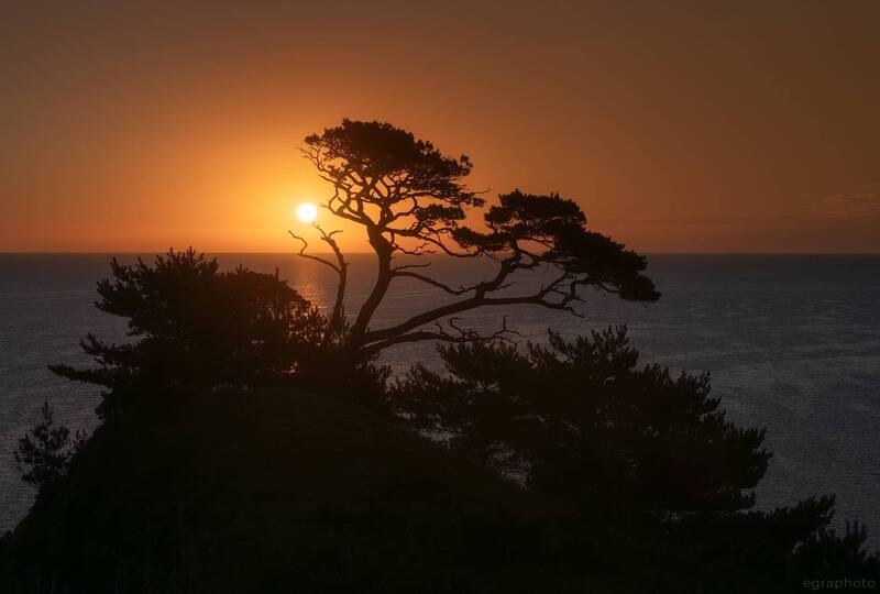 russia, primorye, primorsky krai, far east, россия, приморский край, приморье, дальний восток, японское море, japan sea, полуостров гамова Приморье - сосна и солнцеphoto preview