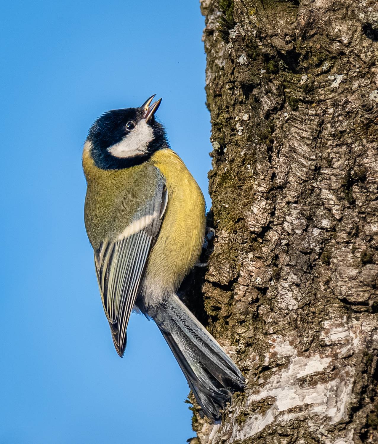 , Курлянцев Алексей