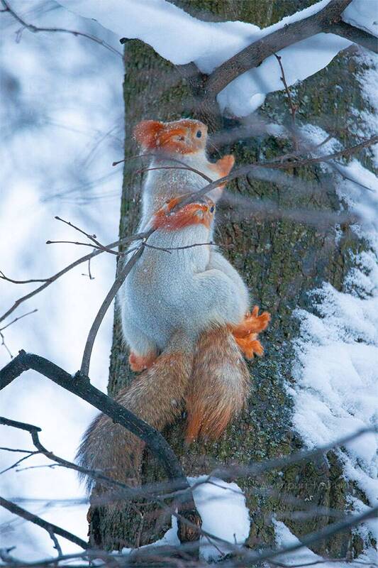 Мороз не помехаphoto preview