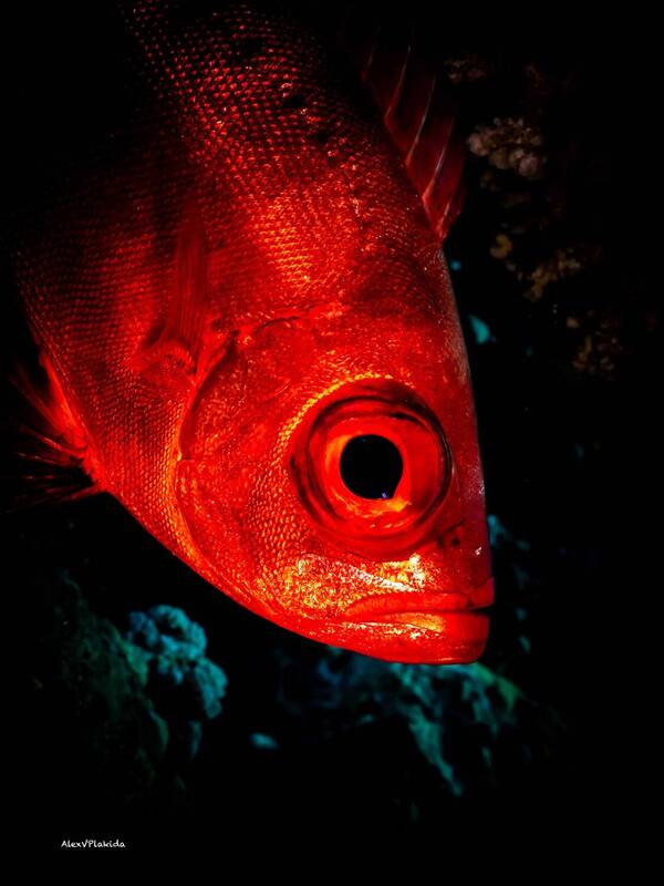 Символ Татьяниного дня?photo preview