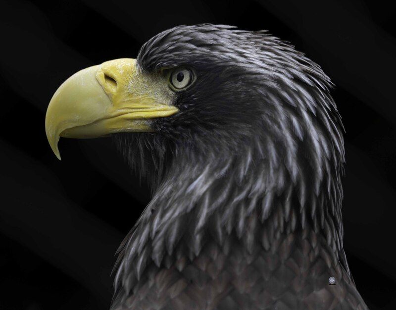 Steller\\\'s sea eaglephoto preview