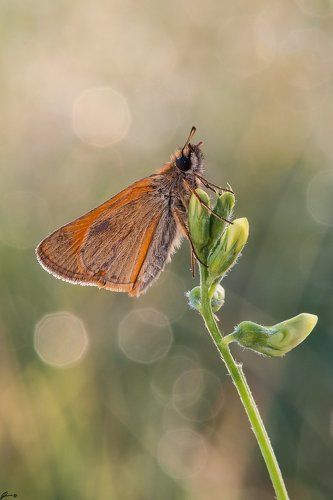 Thymelicus sylvestris