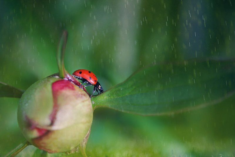 Вот и лето пришлоphoto preview