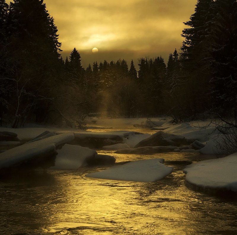 За серой еловой стеной....photo preview