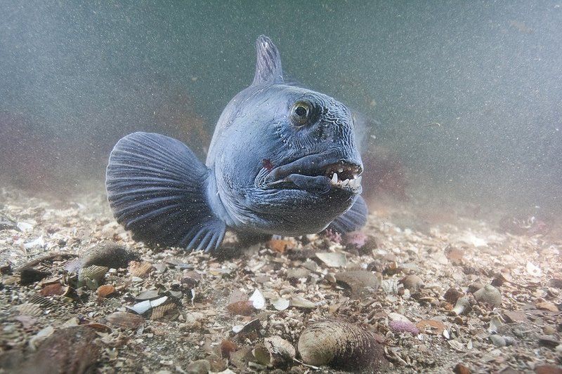 Зубатка, Исландия Красоткаphoto preview