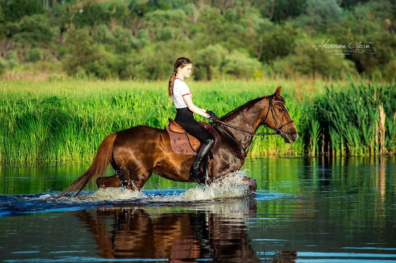 лошадь, закат, река, вода,красота, брызги, рысак, русский рысак, конная фотография Прогулка на закате. photo preview