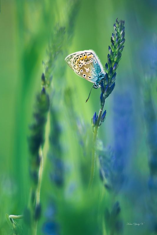 Среди луговphoto preview