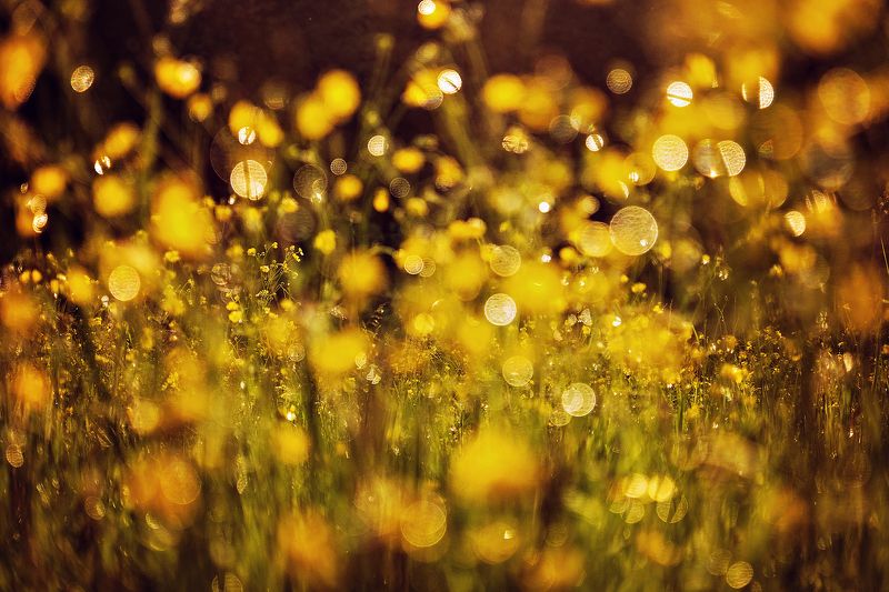 ...после дождяphoto preview