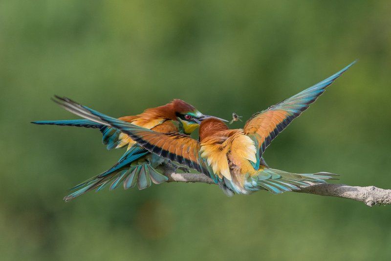 european bee-eater, aves, birds, merops apiaster, dominik chrzanowski wildlife photography European Bee-eaterphoto preview