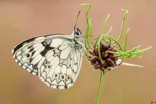 Melanargia galathea