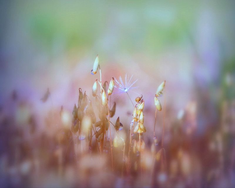 Неизвестный мир...photo preview