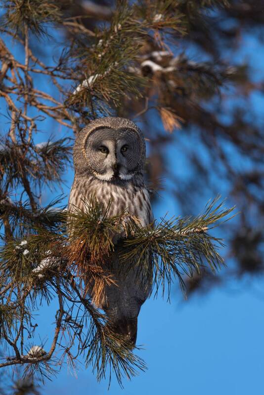 неясыть, бородатая неясыть, сова, совы, птицы, птица, новосибирск, зима, январь, лес, бор, фотоохота Бородатая неясытьphoto preview