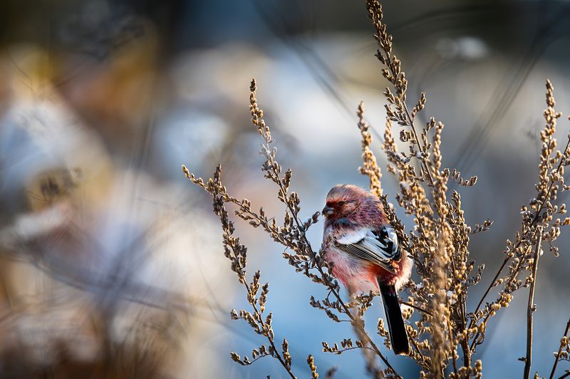 урагусphoto preview