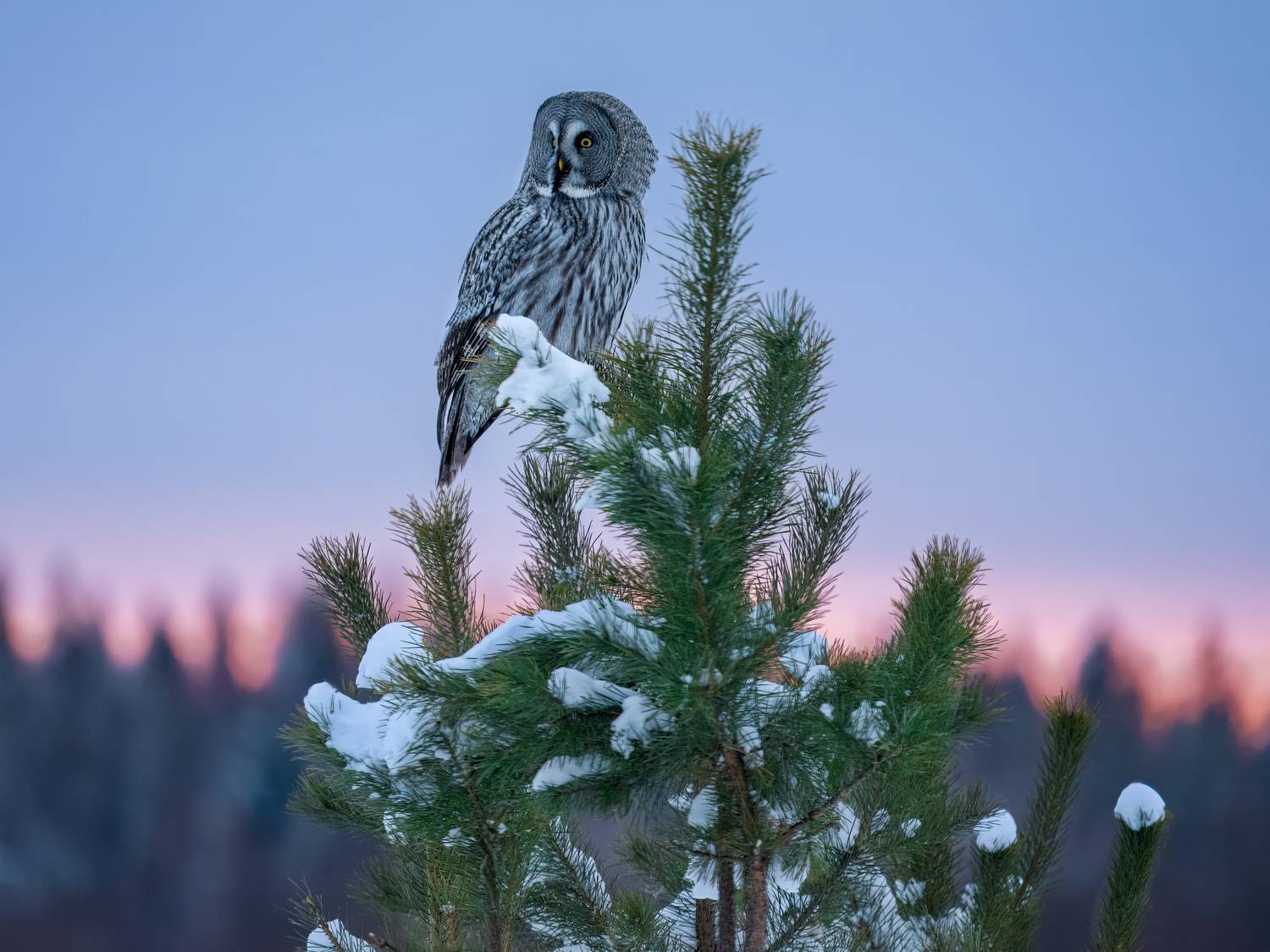 бородатая неясыть, совы, птицы сибири, бердвочинг, закат, Екатерина Дубровская