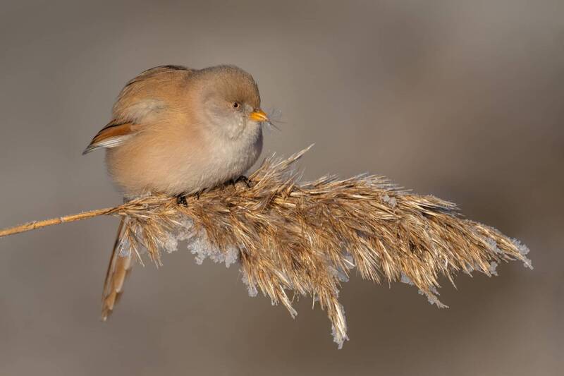 усатая синица, синица, птицы Усатая синицаphoto preview