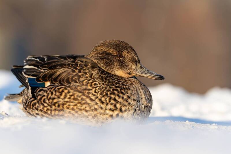 чирок-свистунок, чирок свистунок, чирок, свистунок, птицы, утка Чрок-свистунокphoto preview