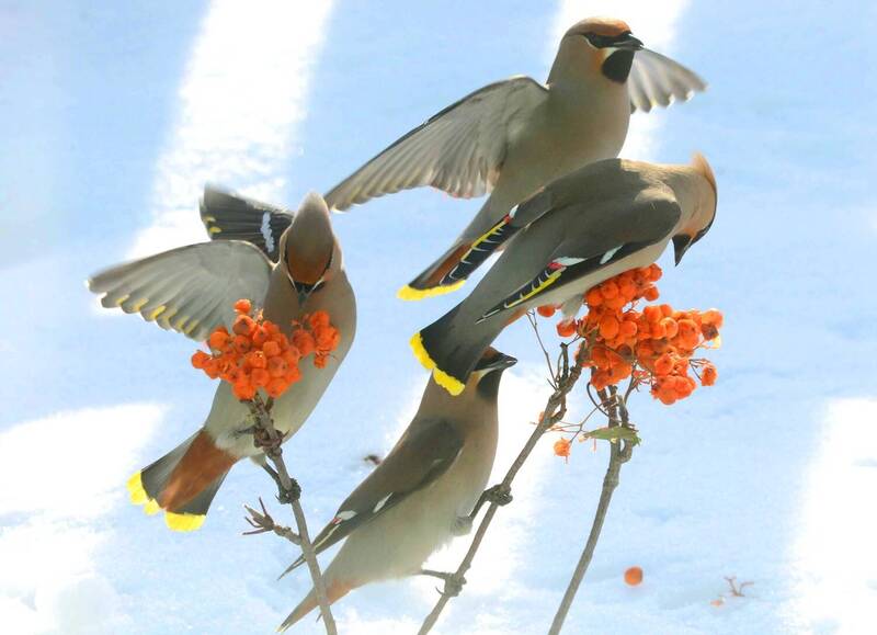 Остатки прежнего изобилия.photo preview