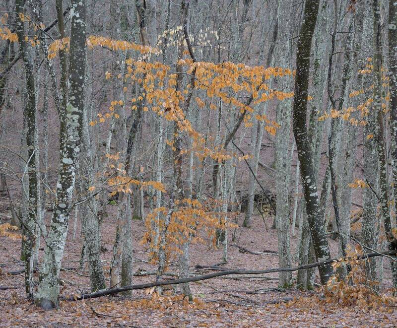 Цвет в январеphoto preview