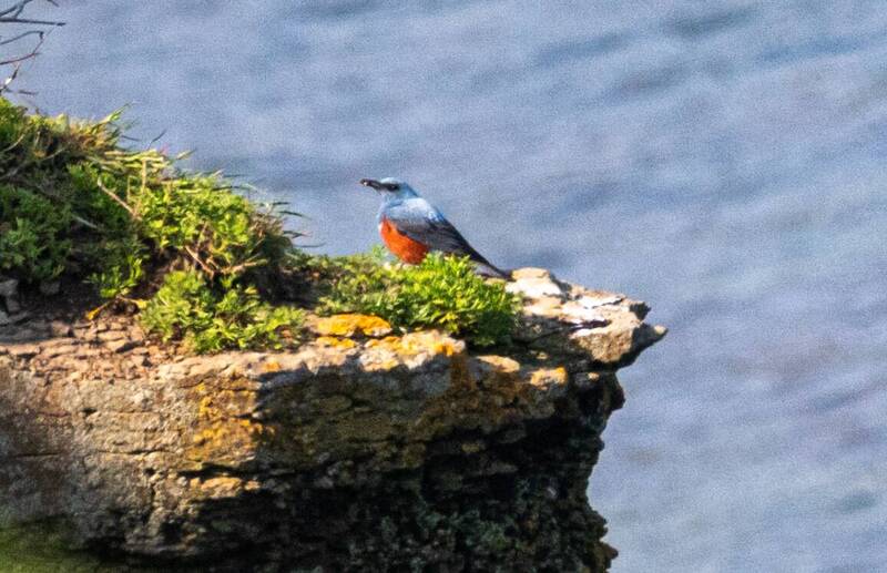 синий каменный дрозд, птица, мыс вятлина, русский остров, приморский край Синий каменный дроздphoto preview