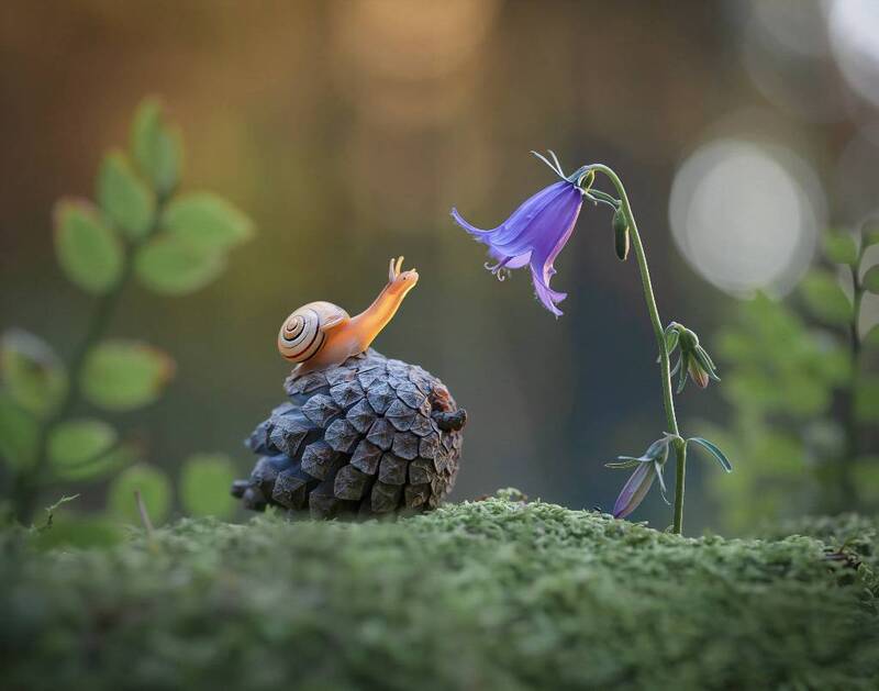 улитка, закат, макро, беларусь ***photo preview