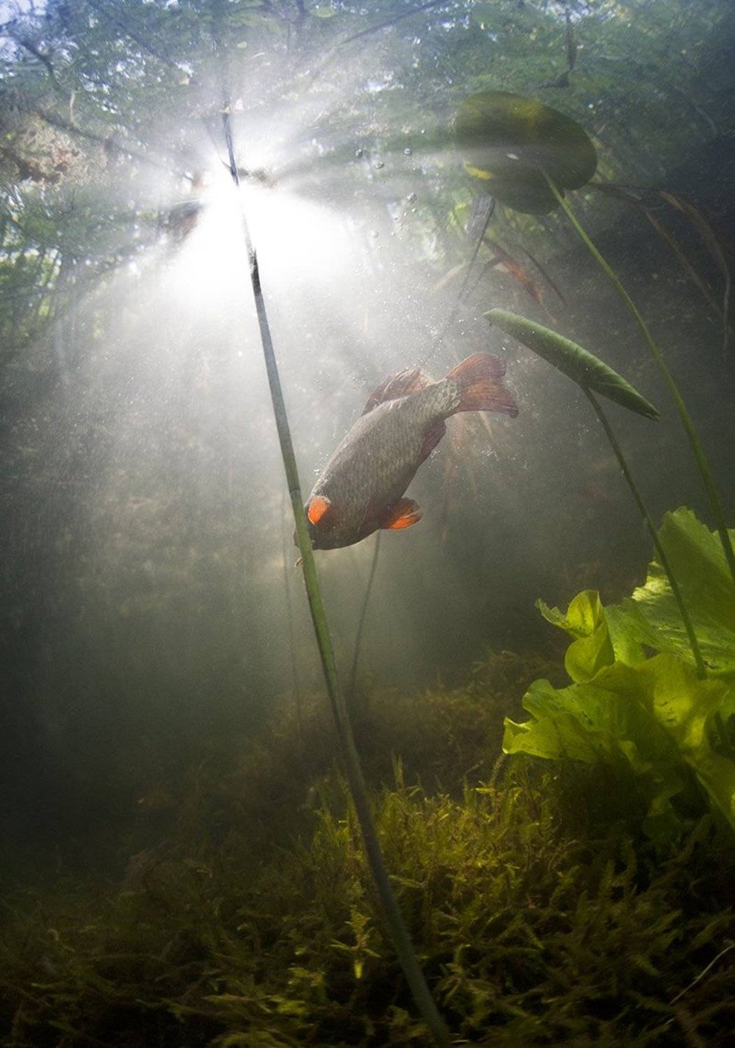 , Эдуард VTORNIK  Николаев