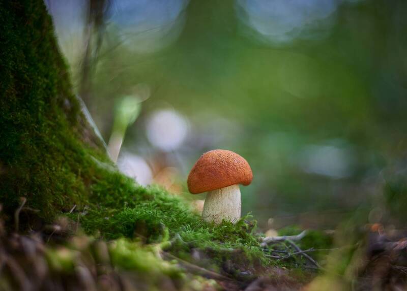 helios, 40 photo preview