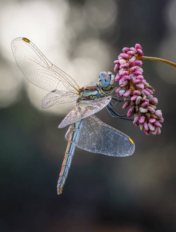 стрекоза, dragonfly Стрекоза.Dragonfly.photo preview
