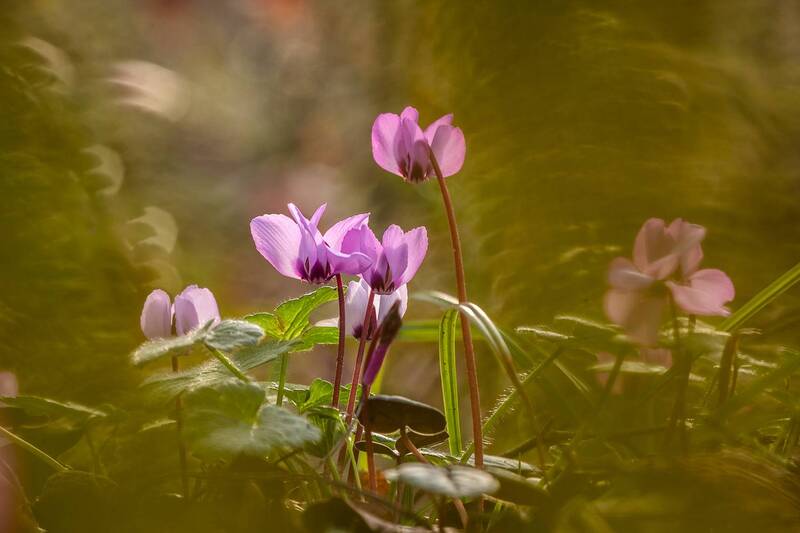 Цикламеновый мирphoto preview